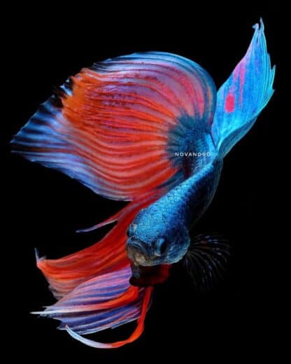 Types of Betta Fish: Tails & Colors for Your Home Tank