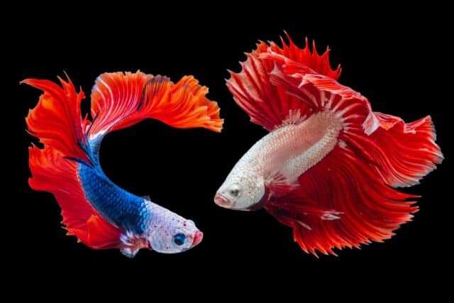 Types of Betta Fish: Tails & Colors for Your Home Tank