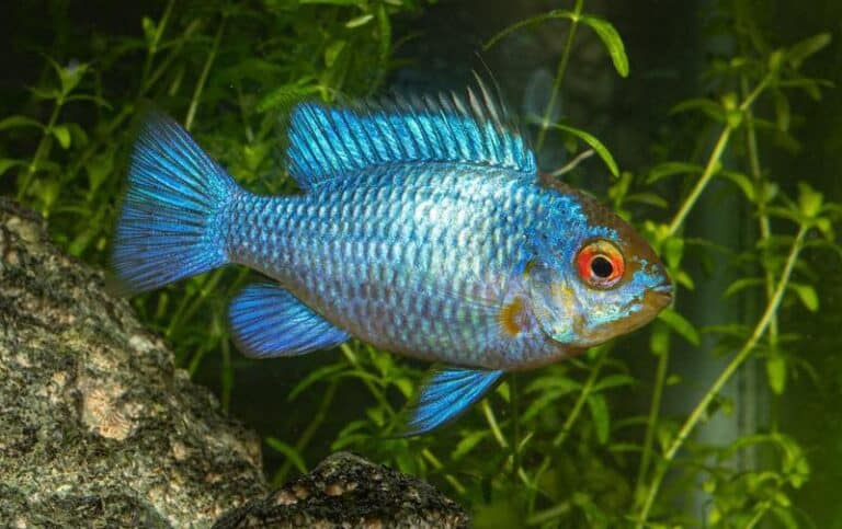 Electric Blue Ram: Care, Diet & Tank Mates