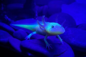 GFP Axolotl Guide: Why Glowing, Care & Diet - The Aquarium Life