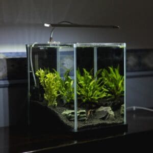 High Aquarium pH: Causes, Symptoms, & Cures