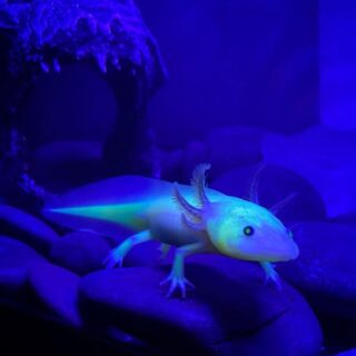 GFP Axolotl Guide: Why Glowing, Care & Diet - The Aquarium Life