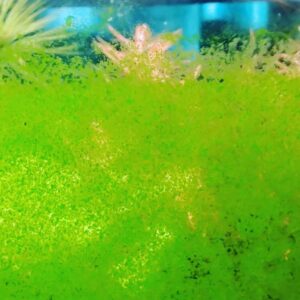 High Aquarium pH: Causes, Symptoms, & Cures