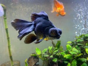 15 Best Smallest Goldfish Breeds - The Aquarium Life