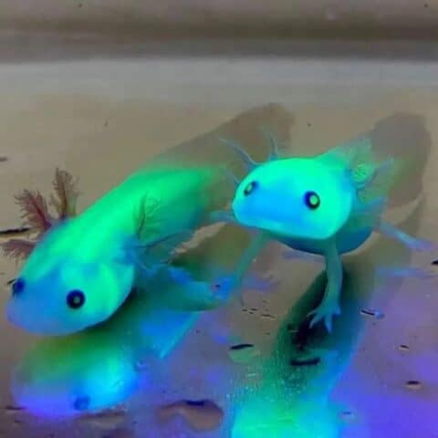 GFP Axolotl Guide: Why Glowing, Care & Diet - The Aquarium Life