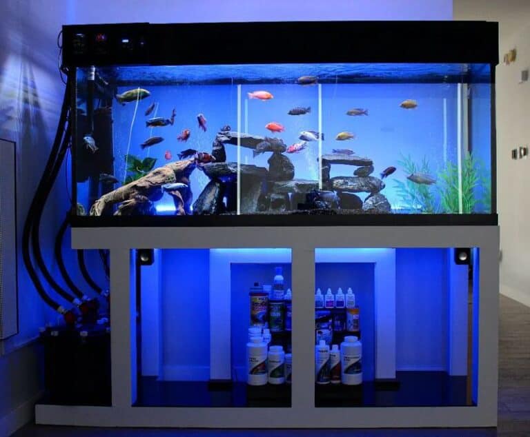 View of African Cichlid Tank Size & Setup Guide - The Aquarium Life