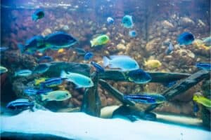 17 Best Cichlid Tank Mates: An Ultimate Guide - Our Aquarium Life - Cichlid Tank Setup For Compatible Tankmates