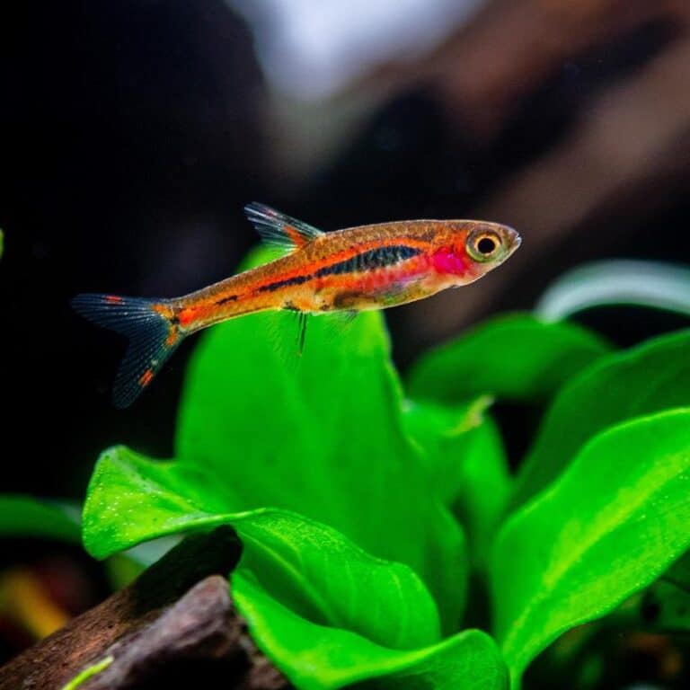 Larger Rasbora 11 Stunning Types of Rasbora for Beginners