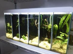 Picture of How to Breed Betta Fish? (With Crossbreeding Chart)