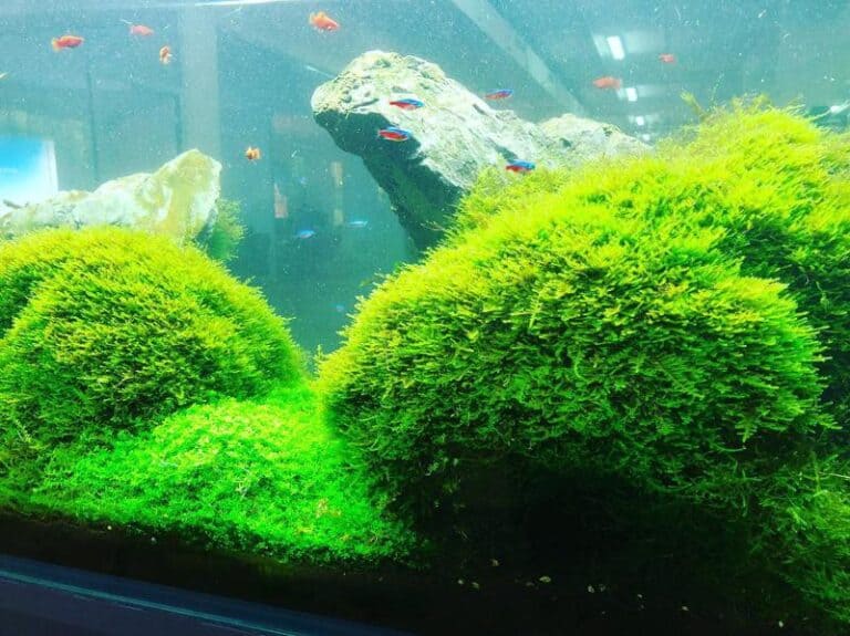 13 Best Plants for Betta Fish Tanks The Aquarium Life