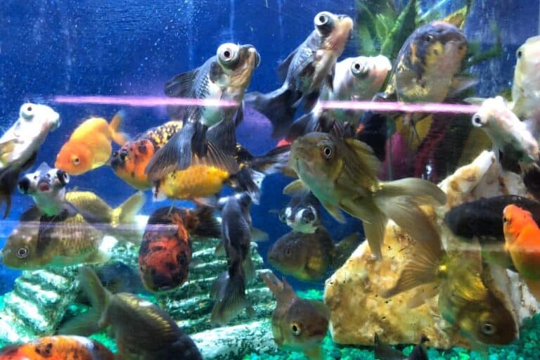 23 Ideal Tank Mates for Your Goldfish - The Aquarium Life - Cold Water Goldfish Aquarium Tank Mates Selection
