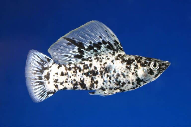 Dalmatian Molly Fish Care Diet More The Aquarium Life adpot-a-pet-cape-town-36-skippy-photography