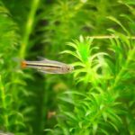 11 Stunning Types of Rasbora for Beginners