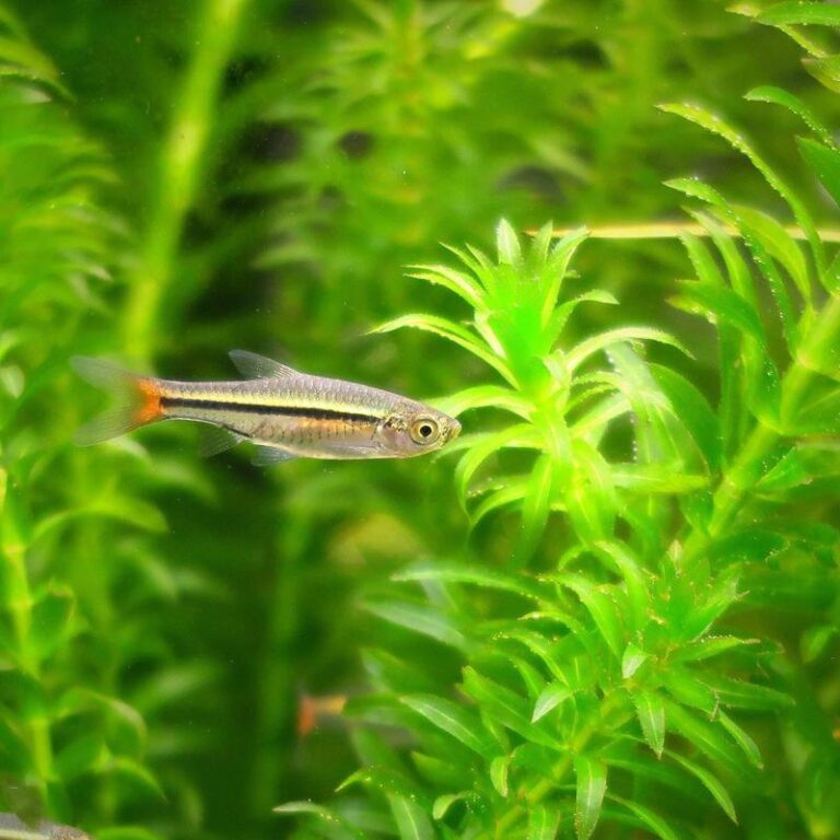 11 Stunning Types of Rasbora for Beginners