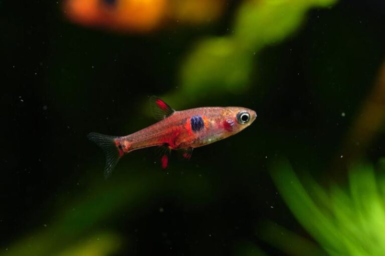 11 Stunning Types of Rasbora for Beginners