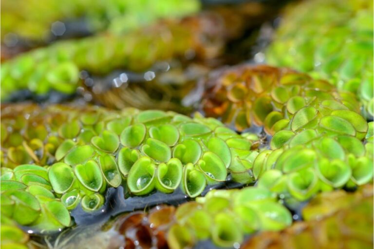 11 Best Floating Aquarium Plants: Authentic & Rooted
