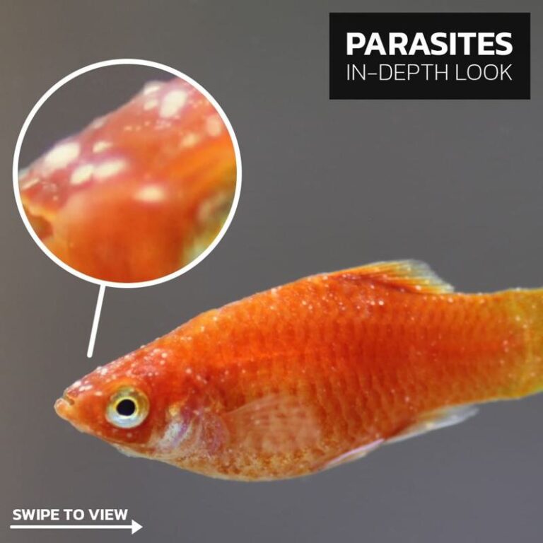 18 Common Guppy Diseases Reasons Treatments