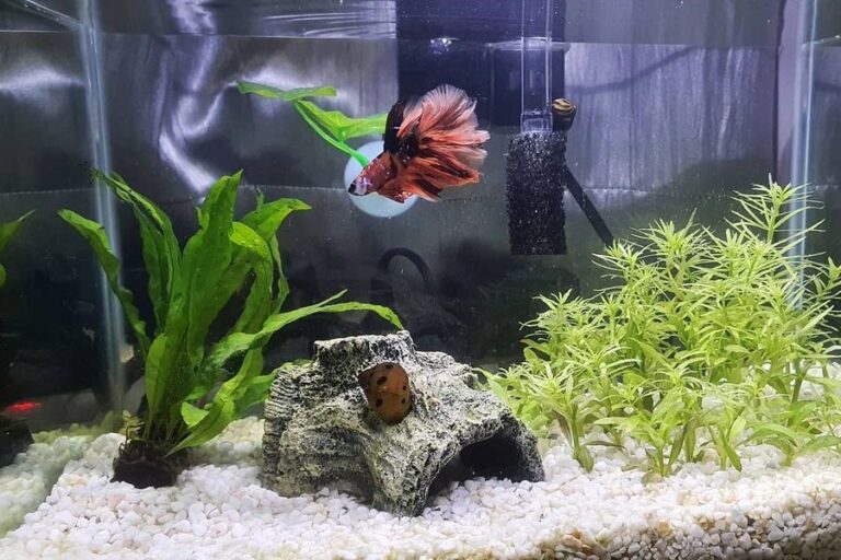 Askoll Nexus 5C Betta Life Aquarium – 5,5 Liter Komplettset Für Kampffische