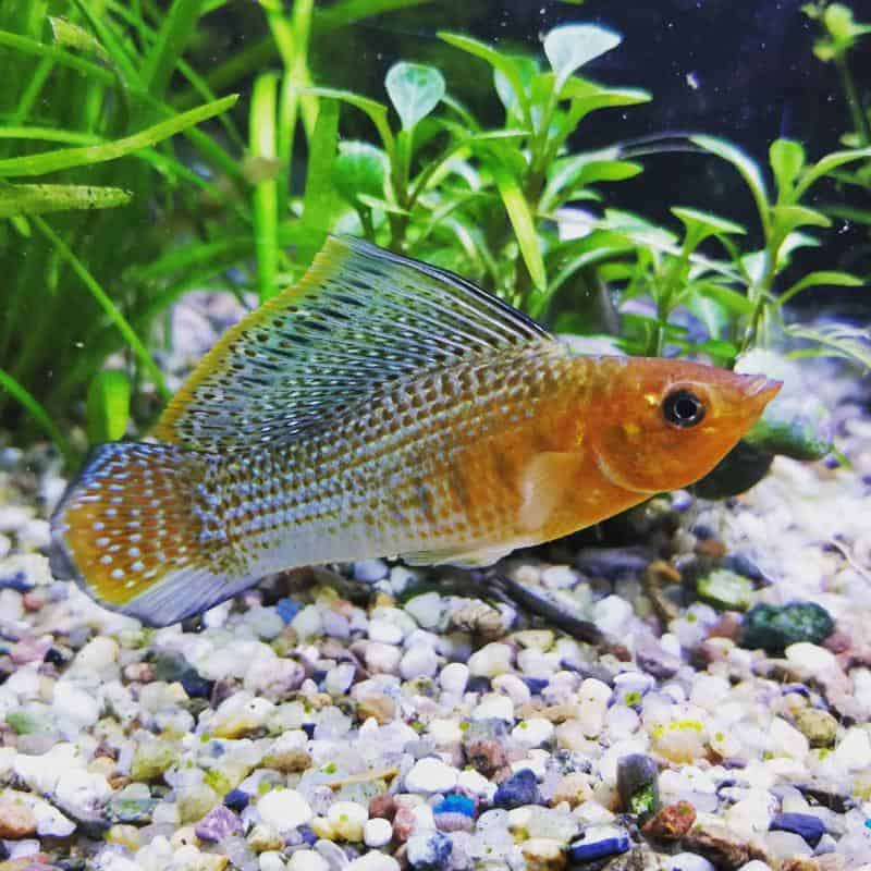 Live Green Sailfin Molly Fish – Marine Saltwater Mollies, Peaceful Beginner Fish