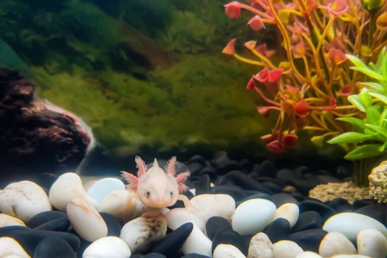 Axolotl Tank Setup: Tips & Ideas for A Healthy Habitat