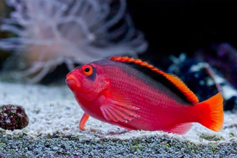 11 Best Clownfish Tank Mates for Different Tank Size