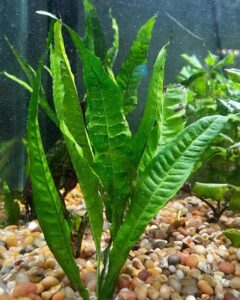 Java Fern: How to Plant and Care for - The Aquarium Life