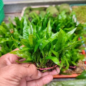 Java Fern: How to Plant and Care for - The Aquarium Life