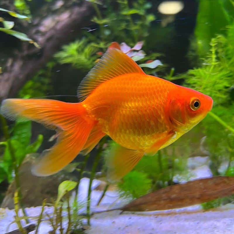 Fantail Goldfish Full Size Red White Fantail Goldfish Bay Aquatics Fantail Goldfish Full Size Red White Fantail Goldfish Bay Aquatics