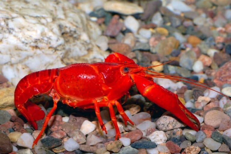 What Do Crayfish Eat? As Pet & In The Wild The Aquarium Life