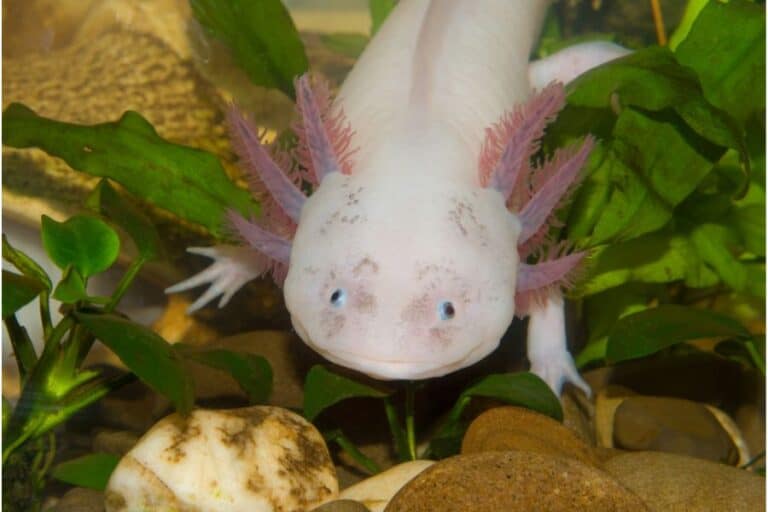 Axolotl Tank Setup: Tips & Ideas for A Healthy Habitat