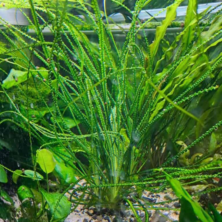 7 Easy Plants for Goldfish Aquariums