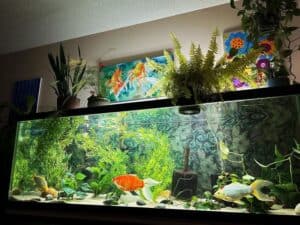 Comet Goldfish: Care, Size, Lifespan, Tankmates - Goldfish Tank Size For Small Urban Studio Living Ideas