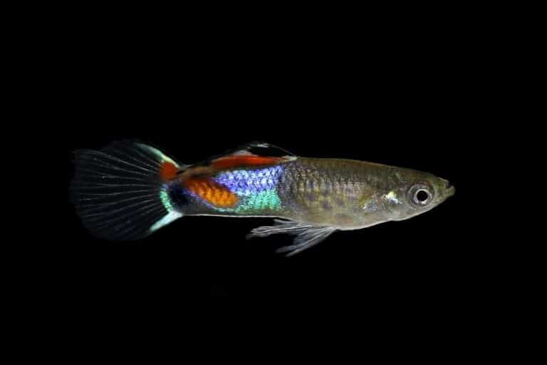 40+ Types of Guppies: Different Colors, Tails Variants