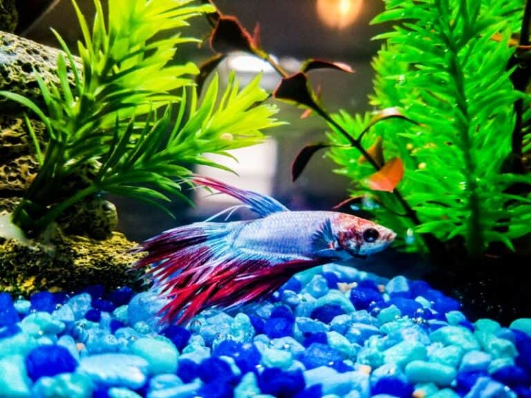 Betta Fish Laying on Bottom of Tank: 15 Reasons