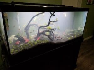 Why Is My Fish Tank Cloudy? 5 Reasons & Solutions