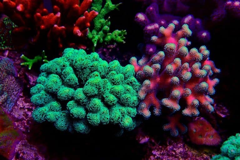 20+ Types of Corals How to Classify and Identify