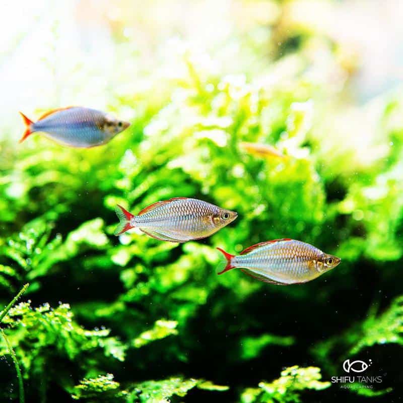 Neon Rainbowfish in Tank
