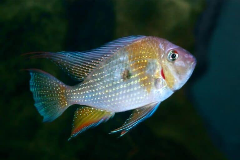 30 Coolest Freshwater Fish For Your Aquarium