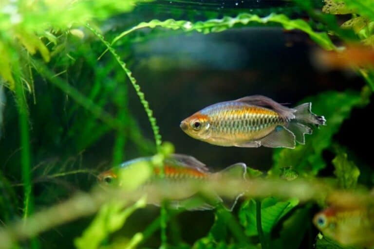 Top 15 Freshwater Schooling Fish for Your Aquarium