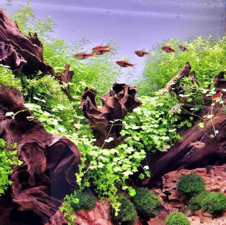 Larger Rasbora Top 15 Freshwater Schooling Fish for Your Aquarium