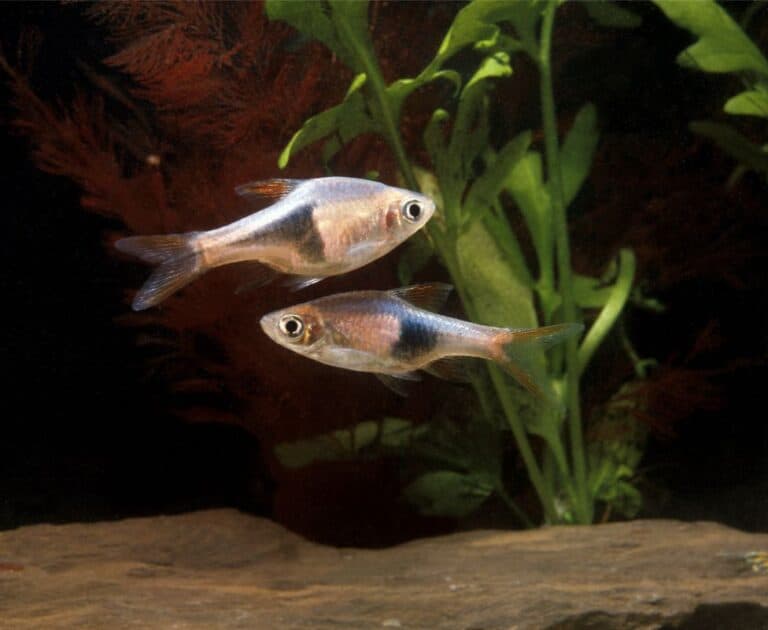 20 Types of Tropical Fish for Your Aquarium